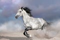 Horse on desert dust Royalty Free Stock Photo