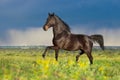 Horse  free run in meadow Royalty Free Stock Photo