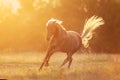 Horse silhouette in sunlight Royalty Free Stock Photo