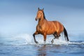 Horse free run in water Royalty Free Stock Photo