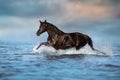 Horse free run in water Royalty Free Stock Photo