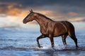 Horse free run in water Royalty Free Stock Photo