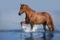 Horse free run in water Royalty Free Stock Photo