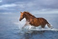 Horse free run in water Royalty Free Stock Photo