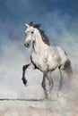 Horse free run Royalty Free Stock Photo