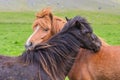 Horse friendship Royalty Free Stock Photo