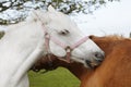 Horse Friendship Royalty Free Stock Photo