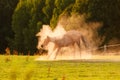 A horse frolicking in the dust on a meadow at sunset