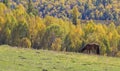 Horse in front of gold mountain