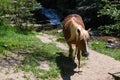 Horse in front of the waterfall on the countryside of Hogsback, South Africa