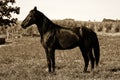 Horse full body - Sepia Toned