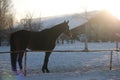 Horse full body in winter on sunset ligth