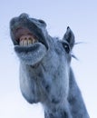 Horse funny face Royalty Free Stock Photo