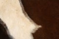 Horse Fur Background Royalty Free Stock Photo