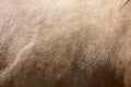 Horse Fur Background Royalty Free Stock Photo