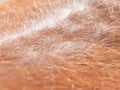 Horse fur. Brown animal hair in side sun light Royalty Free Stock Photo