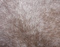 Horse fur Royalty Free Stock Photo