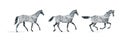 Horse gait, Three main gray horse gait: step, lynx, gallop Royalty Free Stock Photo