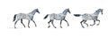 Horse gait, Three main gray horse gait: step, lynx, gallop.