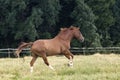 Horse gallop beautiful free on paddock Royalty Free Stock Photo