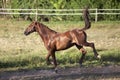 Horse gallop and bucking free on meadow outside Royalty Free Stock Photo