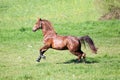 Horse gallop and bucking free on meadow outside Royalty Free Stock Photo