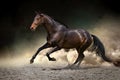 Horse gallop in desert Royalty Free Stock Photo
