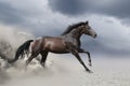 Horse gallop in desert Royalty Free Stock Photo