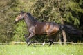 Horse gallop free outside on meadow Royalty Free Stock Photo