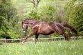 Horse gallop free outside on meadow Royalty Free Stock Photo