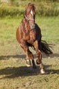 Horse gallop powerful free in paddock frontal