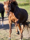 Horse gallop powerful free in paddock frontal