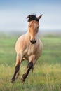 Horse gallop on spring green meadow Royalty Free Stock Photo