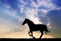 Horse gallop at sunset