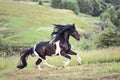 Horse gallopin in the field Royalty Free Stock Photo