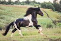 Horse gallopin in the field Royalty Free Stock Photo