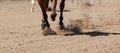 A horse galloping across the sand. Dust from under the hooves. Close-up of the stallion's legs. Banner size Royalty Free Stock Photo