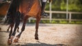 A horse is galloping across the sand, its shod hooves kicking up dust in the air on a sunny summer day. Equestrian sport Royalty Free Stock Photo