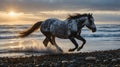 Appaloosa Horse Galloping Freely on a Rocky Beach at Sunset with the Waves Crashing Royalty Free Stock Photo