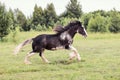 Horse galloping in the field Royalty Free Stock Photo