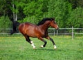 Horse galloping on a flowering meadow