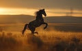 A horse gallops freely, its spirited form caught in the warm glow of the setting sun amidst a field shining with golden