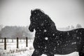 The horse gallops in the snow