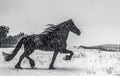 The horse gallops in the snow