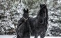 The horse gallops in the snow