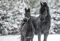 The horse gallops in the snow