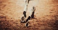 A horse gallops, stepping with shod hooves on an arena. Equestrian sports and horse riding