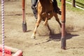 Horse while in galop on race track Royalty Free Stock Photo