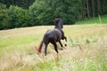 Horse galopping free in meadow rear view