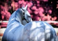 Horse In The Garden Royalty Free Stock Photo